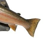 Steelhead Salmon Skin Mount - 5 of 6