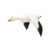 Snow Goose Decoy - 1 of 5