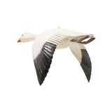 Snow Goose Decoy - 2 of 5