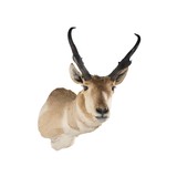 Trophy Antelope Mount - 3 of 5