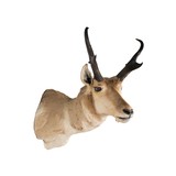 Trophy Antelope Mount - 4 of 5