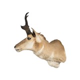 Trophy Antelope Mount - 2 of 5