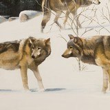 Pack of Wolves in the Snow by Peter Darro - 3 of 5