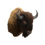 Buffalo Bison Shoulder Mount - 2 of 5