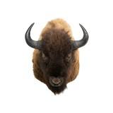 Buffalo Bison Shoulder Mount - 3 of 5