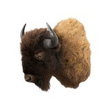 Buffalo Bison Shoulder Mount