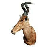 Red Hartebeest African Shoulder Mount - 1 of 2