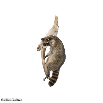 Climbing Raccoon Taxidermy Mount