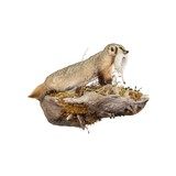 Badger Taxidermy Mount - 3 of 5