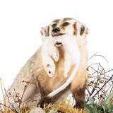 Badger Taxidermy Mount - 4 of 5