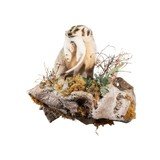 Badger Taxidermy Mount - 2 of 5