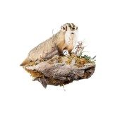 Badger Taxidermy Mount - 1 of 5