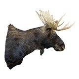 Shira's Moose Mount - 3 of 5