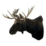 Shira's Moose Mount - 2 of 5