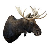 Shira's Moose Mount - 1 of 5