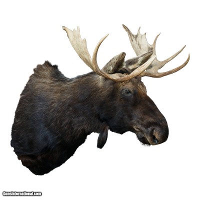 Shira's Moose Mount