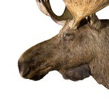 Moose Shoulder Mount - 5 of 6