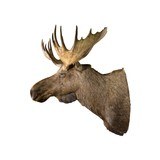 Moose Shoulder Mount - 4 of 6