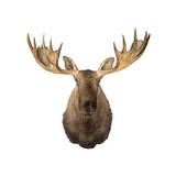Moose Shoulder Mount - 2 of 6