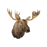 Moose Shoulder Mount - 3 of 6