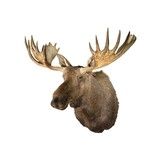 moose shoulder mount