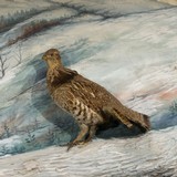 Adirondack Grouse Panorama - 2 of 2