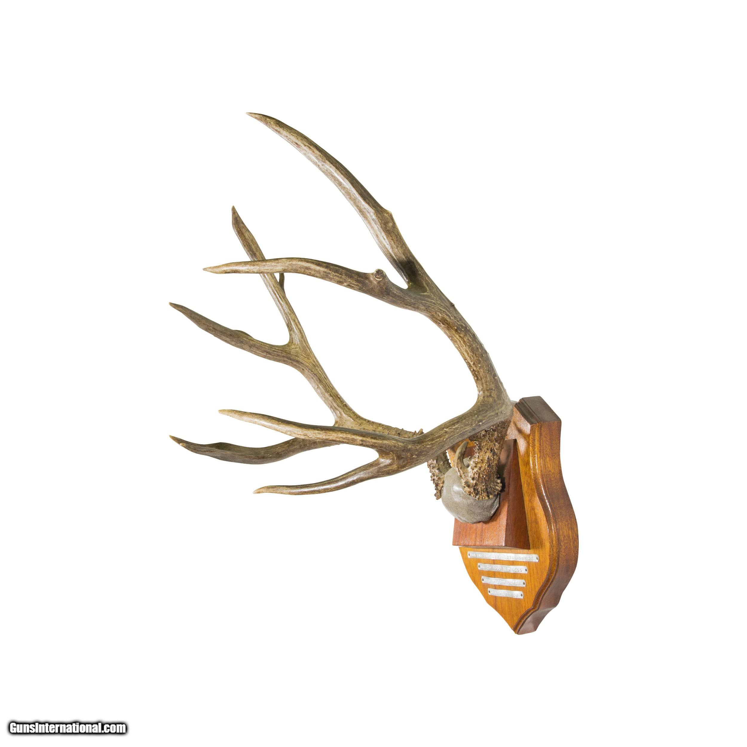 NonTypical Mule Deer Rack Mount for sale