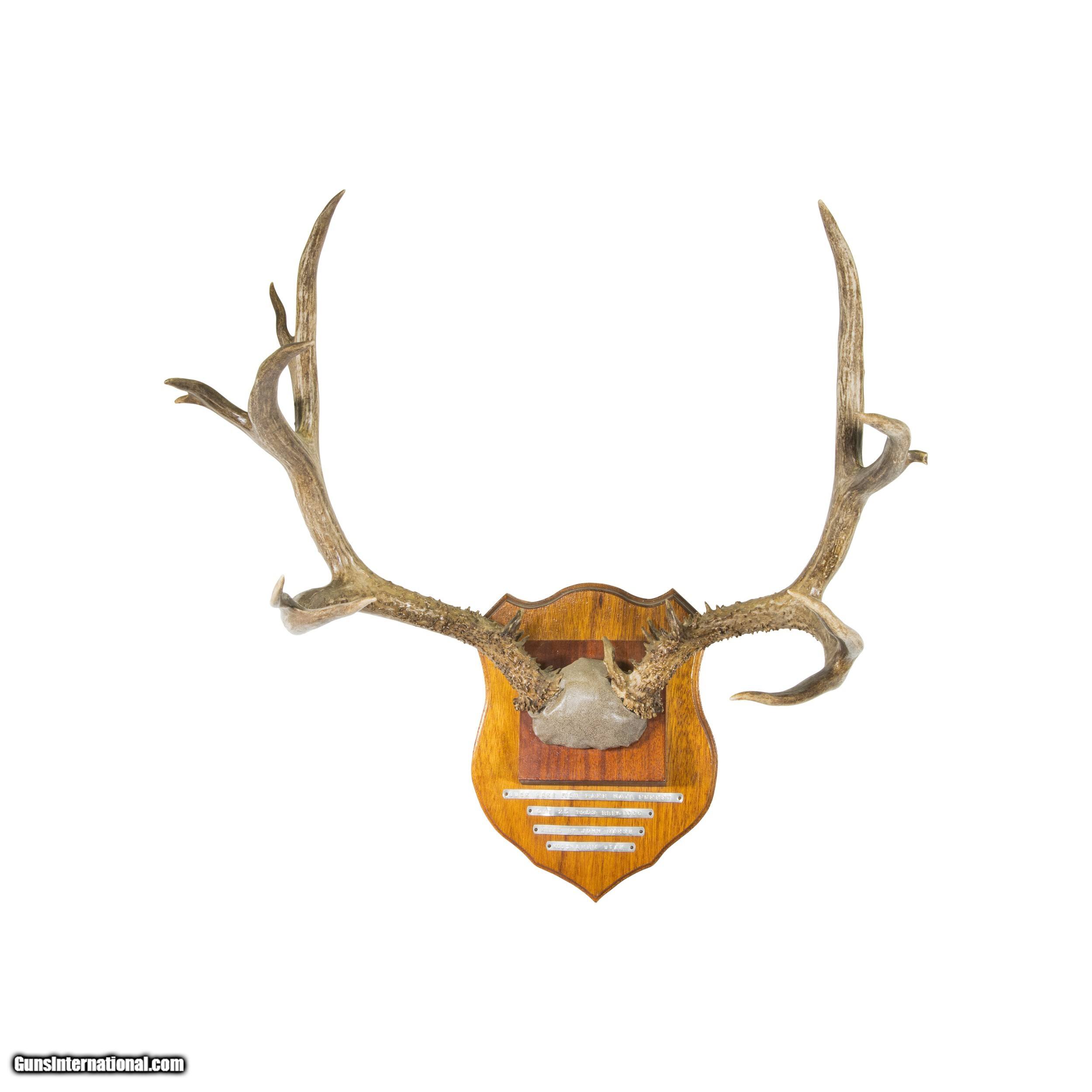 NonTypical Mule Deer Rack Mount for sale