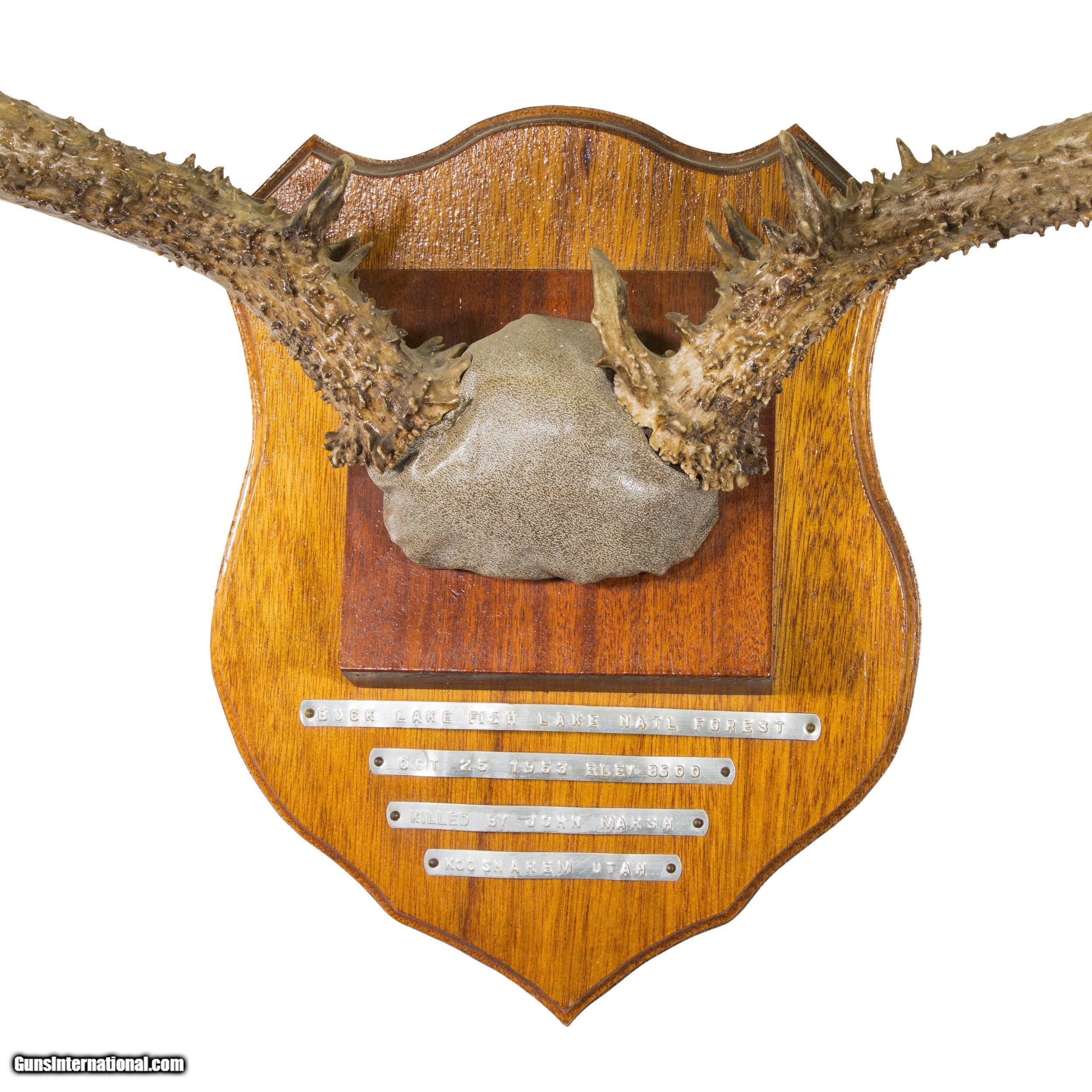 NonTypical Mule Deer Rack Mount for sale