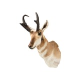 Trophy Antelope Shoulder Mount - 2 of 5