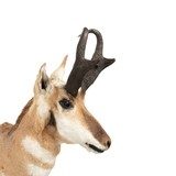 Trophy Antelope Shoulder Mount - 4 of 5