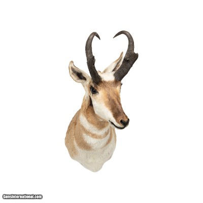Trophy Antelope Shoulder Mount