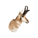 Trophy Antelope Shoulder Mount - 3 of 5