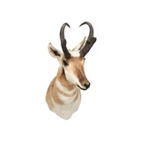 Trophy Antelope Shoulder Mount