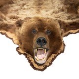 Alaskan Grizzly Bear Rug - 3 of 5