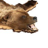Alaskan Grizzly Bear Rug - 2 of 5