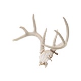 Whitetail Antlers - 2 of 3