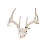 Whitetail Antlers - 1 of 3