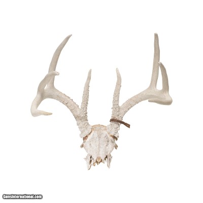 Whitetail Antlers