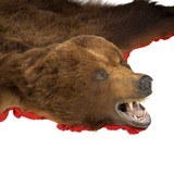 Alaska Brown Bear Rug - 3 of 6
