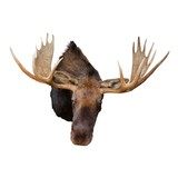 Shiras Moose Mount - 6 of 7