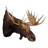 Shiras Moose Mount - 1 of 7