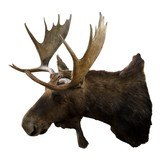 Shiras Moose Shoulder Mount - 4 of 5