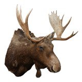 Shiras Moose Shoulder Mount - 1 of 5