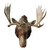 Shiras Moose Shoulder Mount - 3 of 5