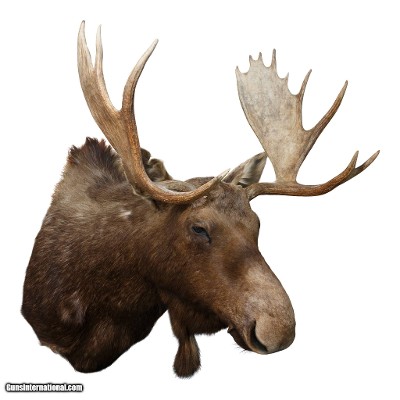 Shiras Moose Shoulder Mount