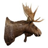 Shiras Moose Shoulder Mount - 2 of 5