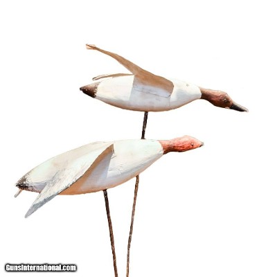 Pair of Canvasback Drakes