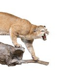 Idaho Full Mount Cougar - 3 of 5