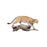 Idaho Full Mount Cougar - 2 of 5